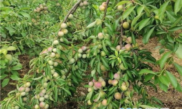 乐至网红村,田园风光中的数字新地标