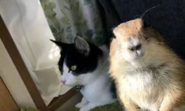 土拨鼠小姐姐吴军,揭秘网络红人的魅力与影响力